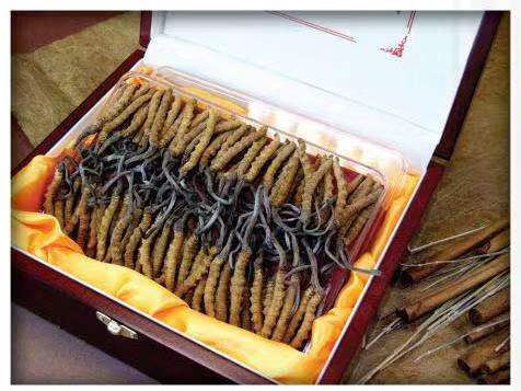 大余冬虫夏草回收